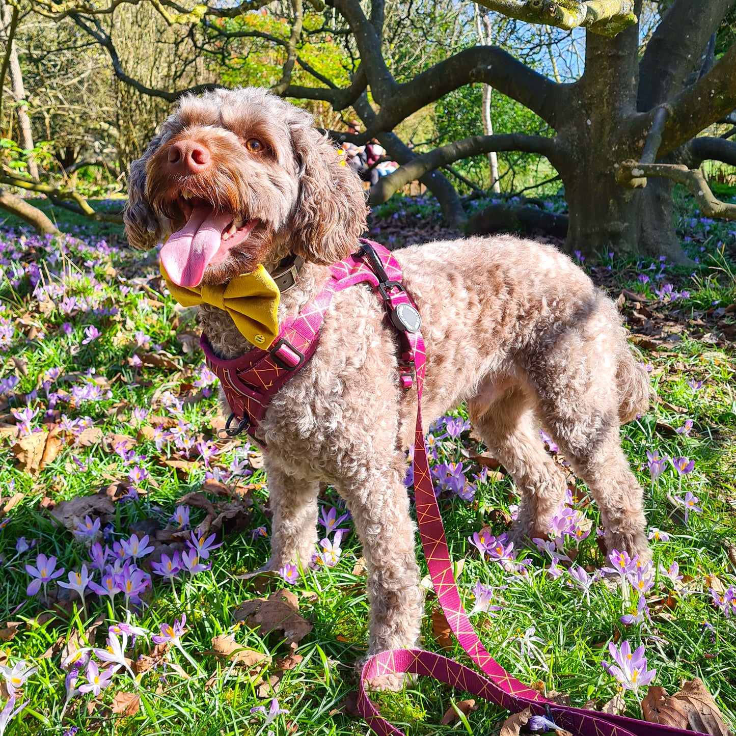 Merlot Magic - Adventure Harness