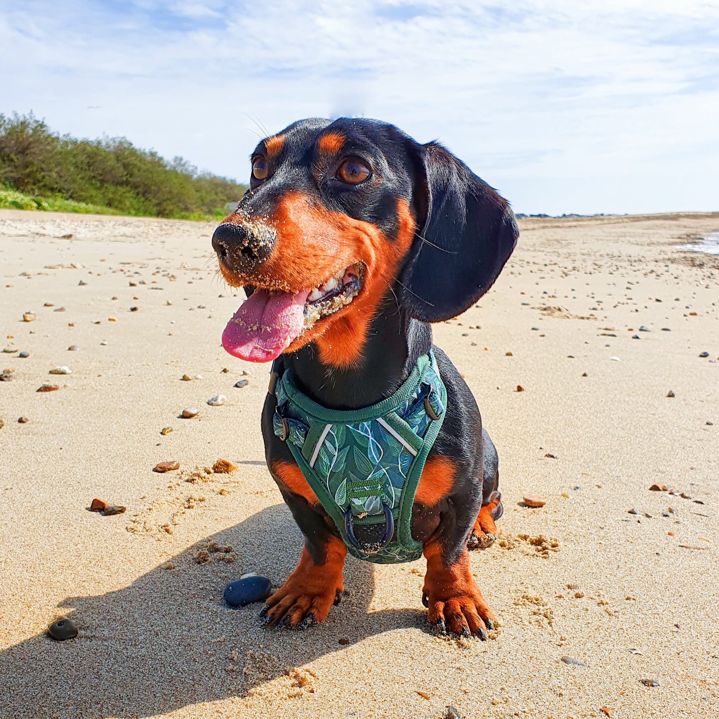 Evergreen - Adventure Harness