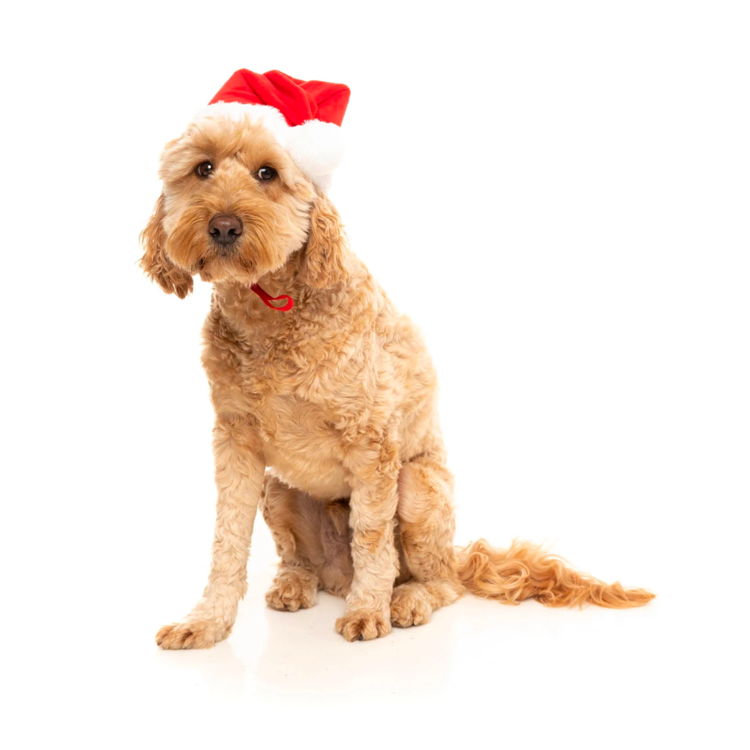 Santa Hat