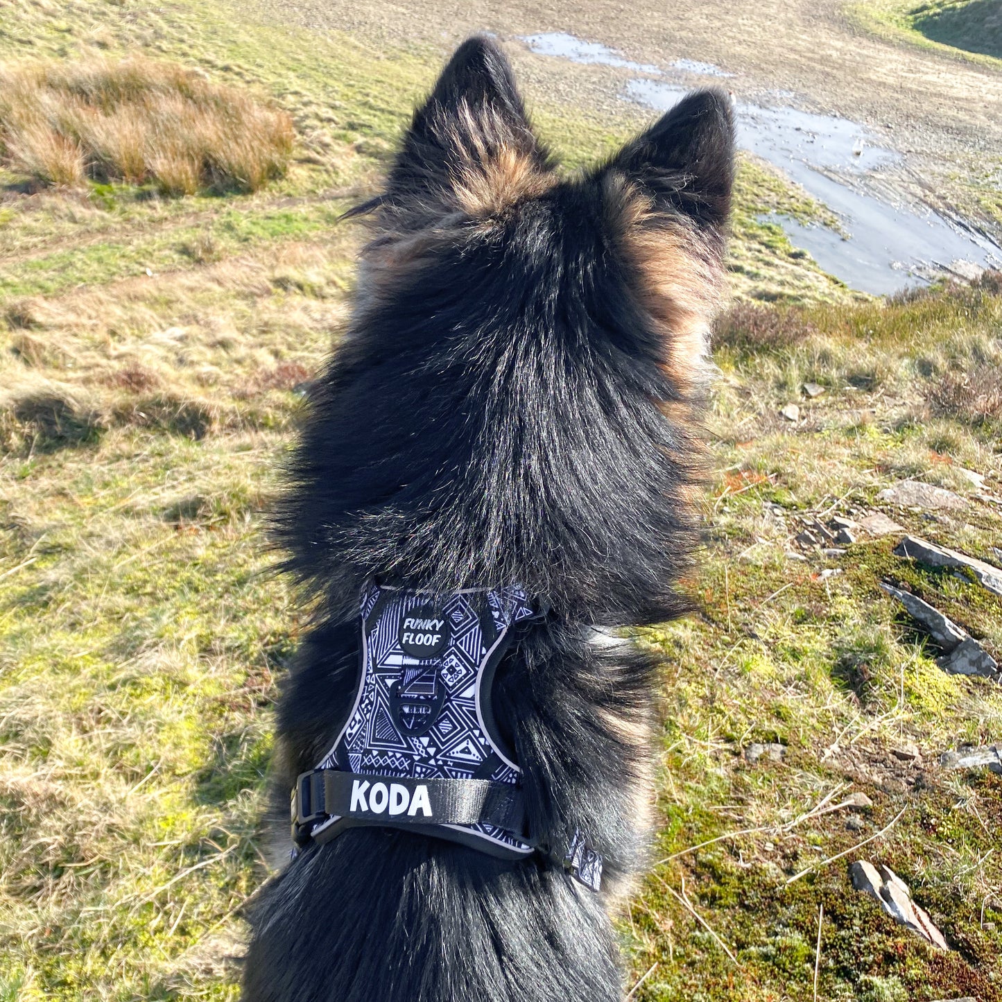 Tribal Tails - Adventure Harness