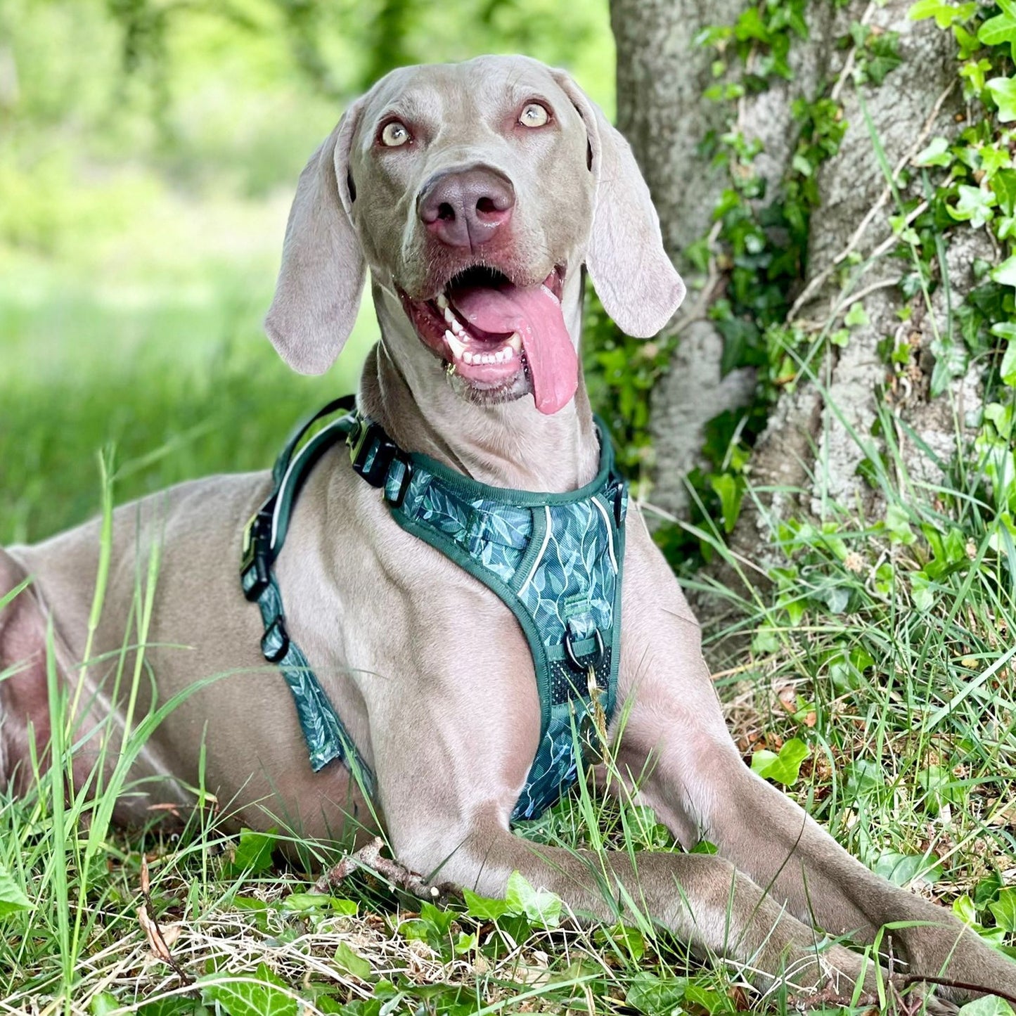 Evergreen - Adventure Harness