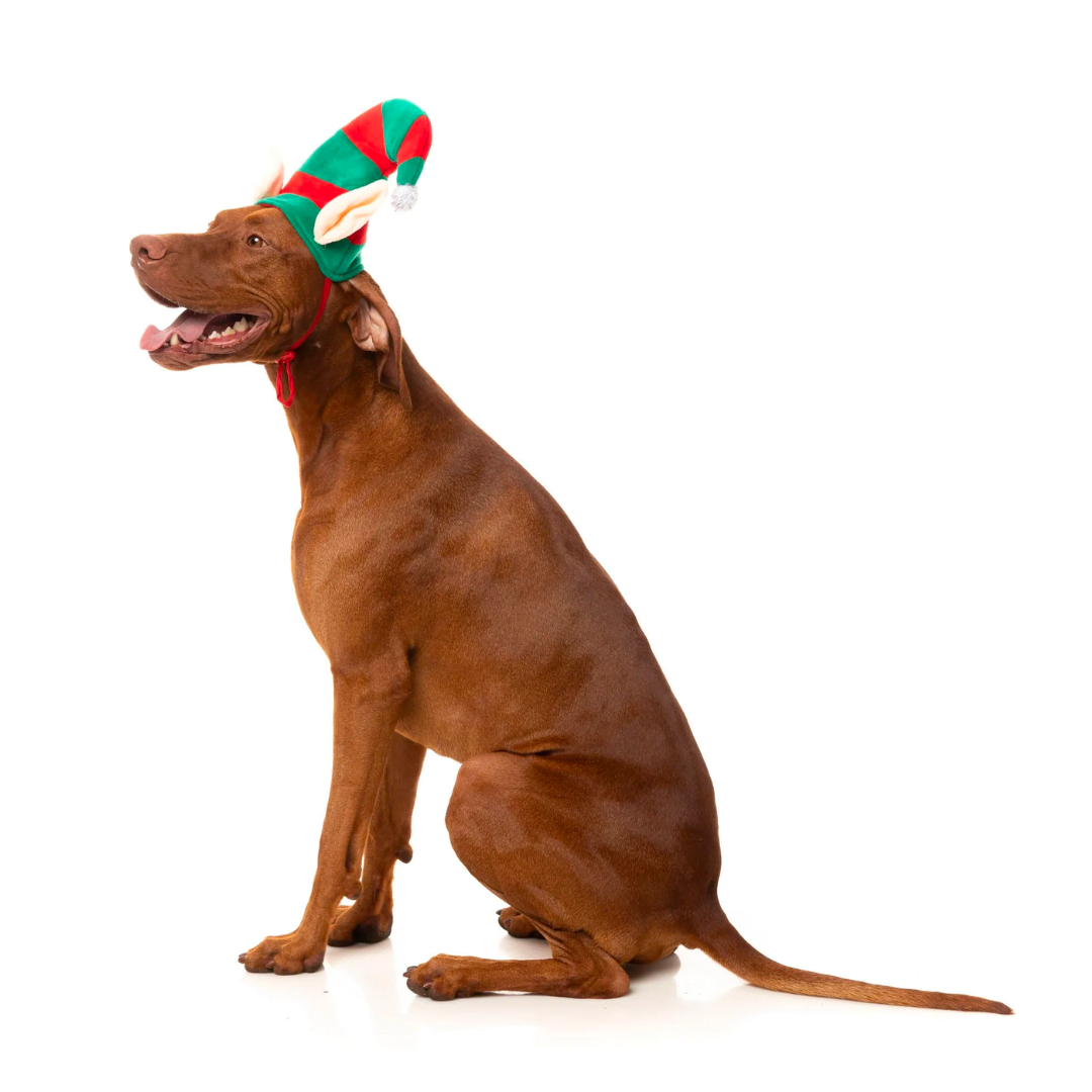Elf Hat
