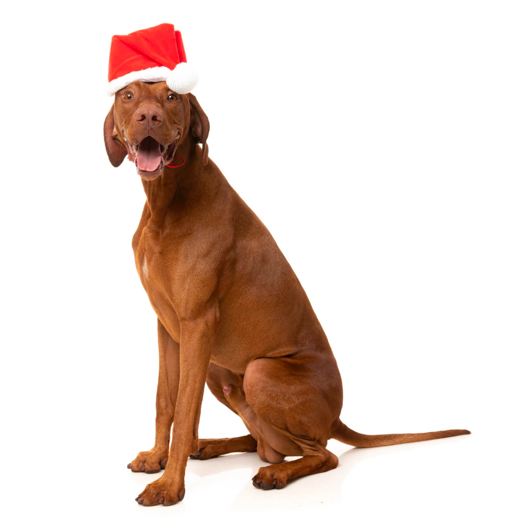 Santa Hat