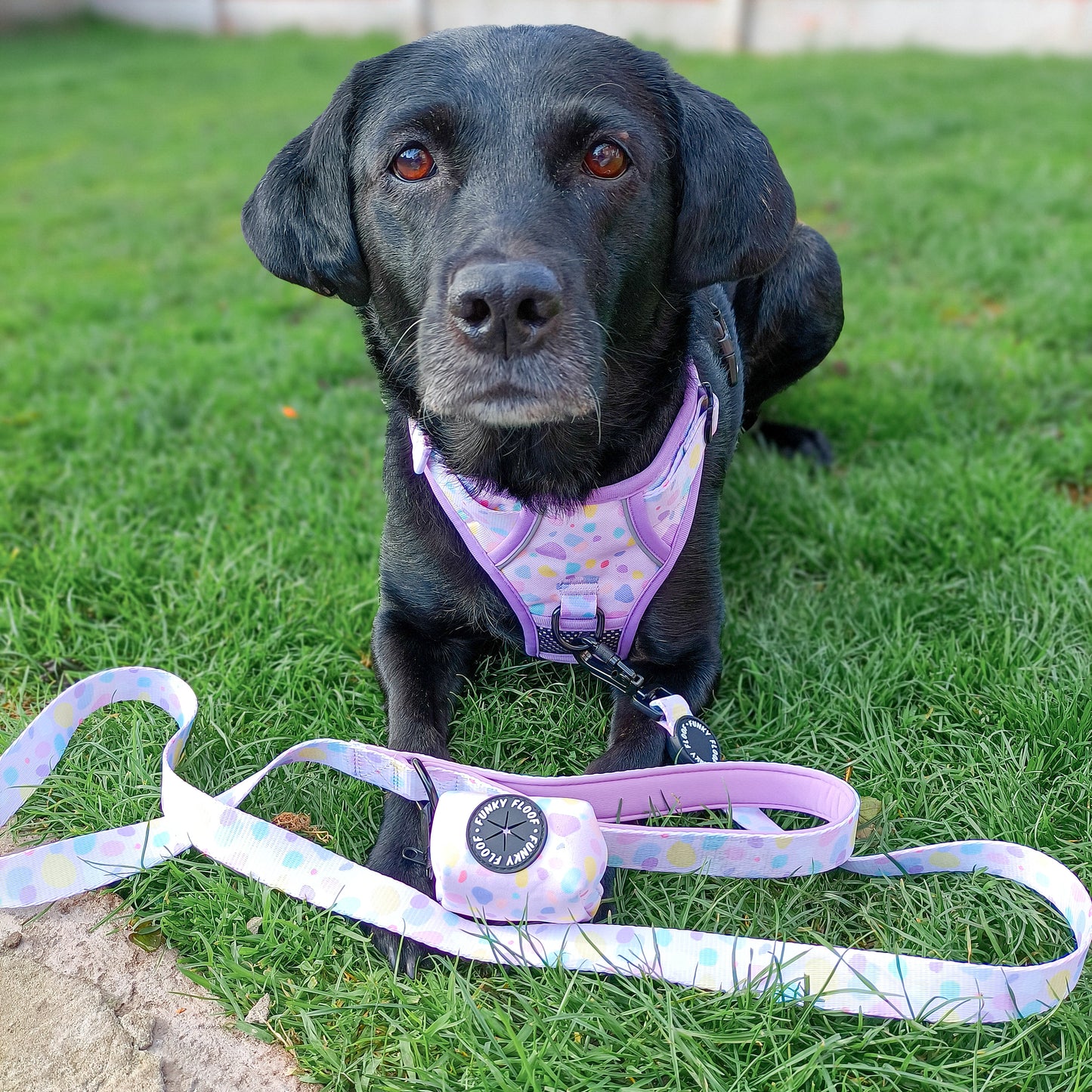 Bubblegum Burst - Adventure Harness
