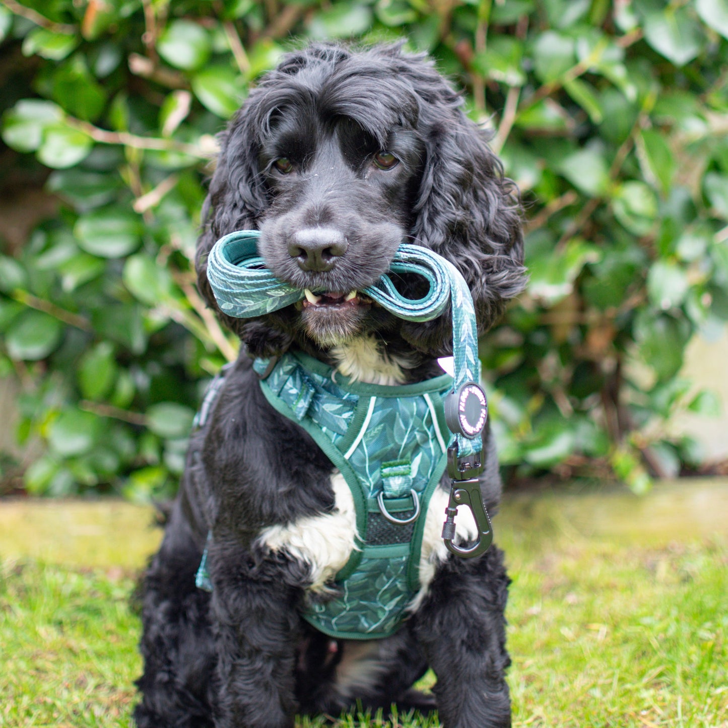 Evergreen - Adventure Harness