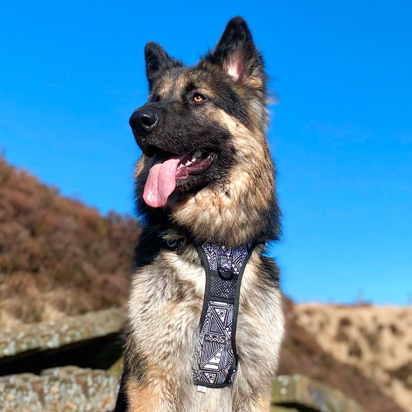 Tribal Tails - Adventure Harness