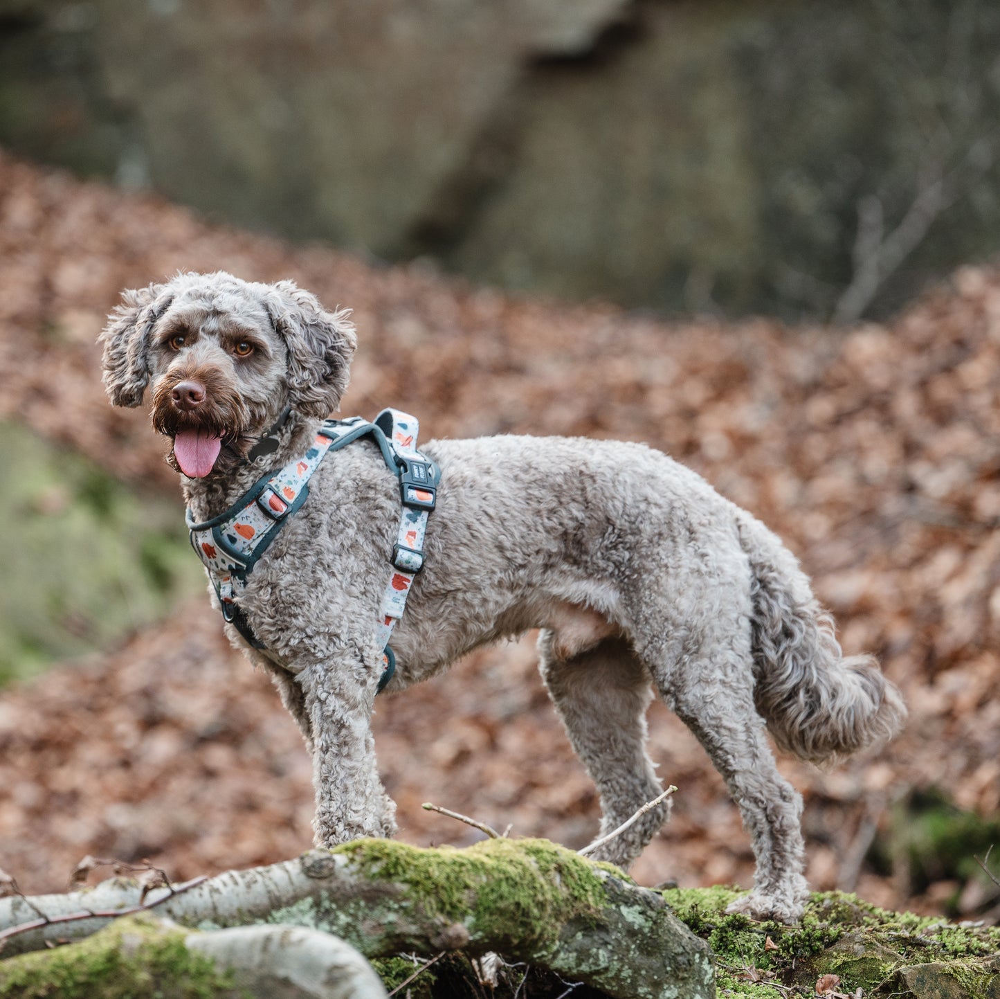 Into The Woods - Adventure Harness