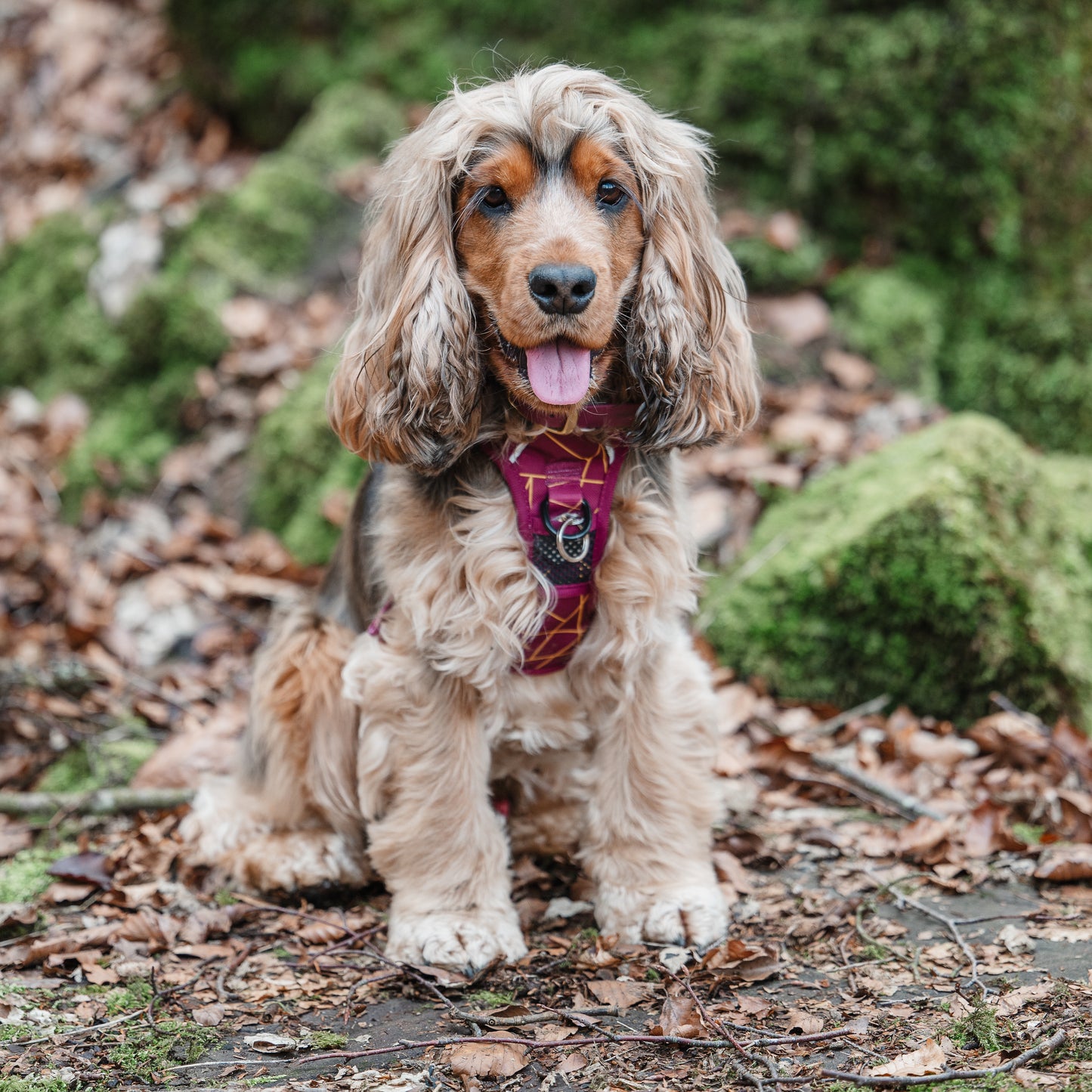 Merlot Magic - Adventure Harness