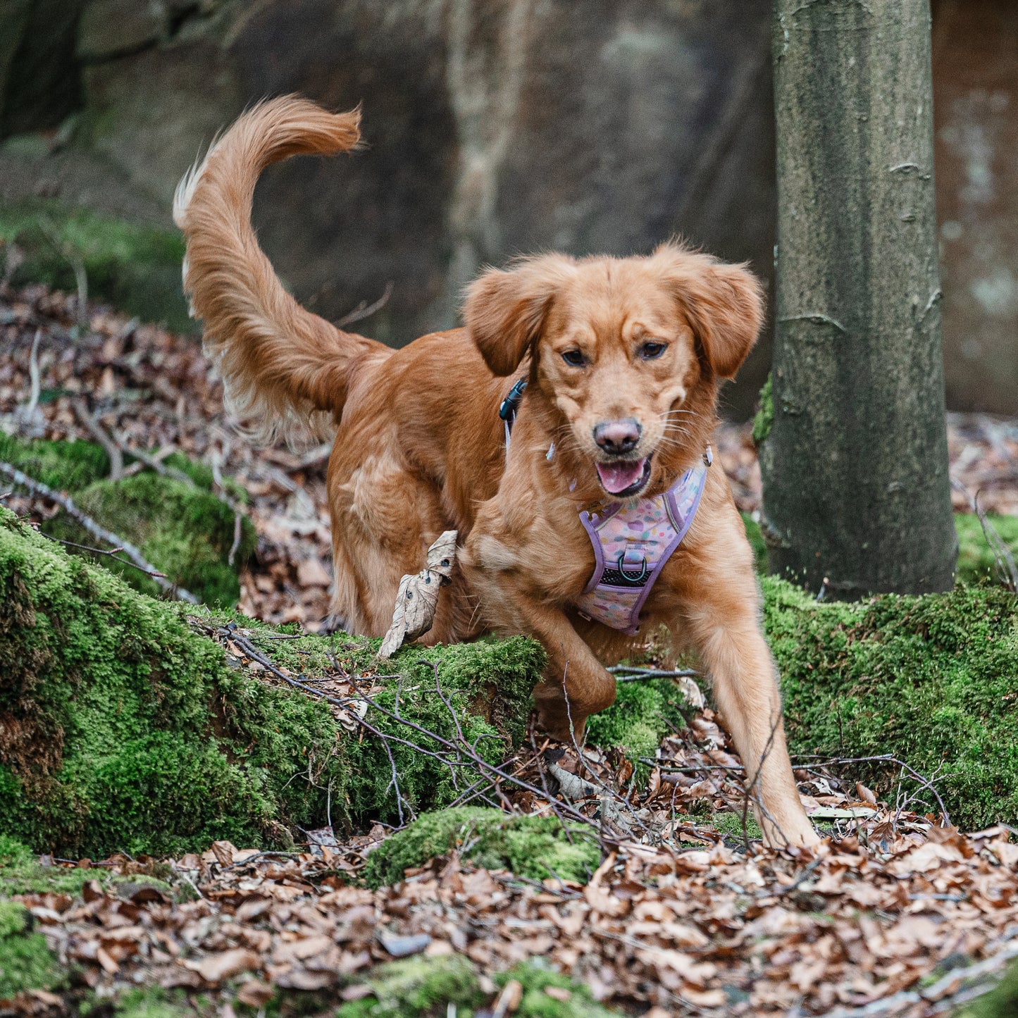 Bubblegum Burst - Adventure Harness