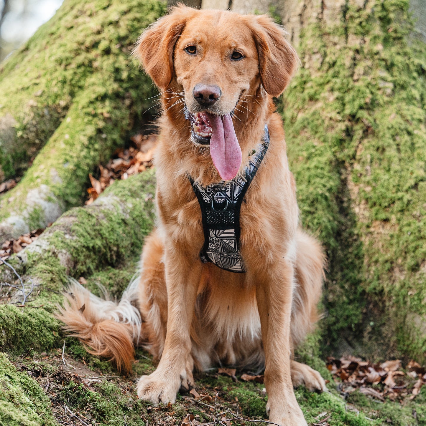 Tribal Tails - Adventure Harness