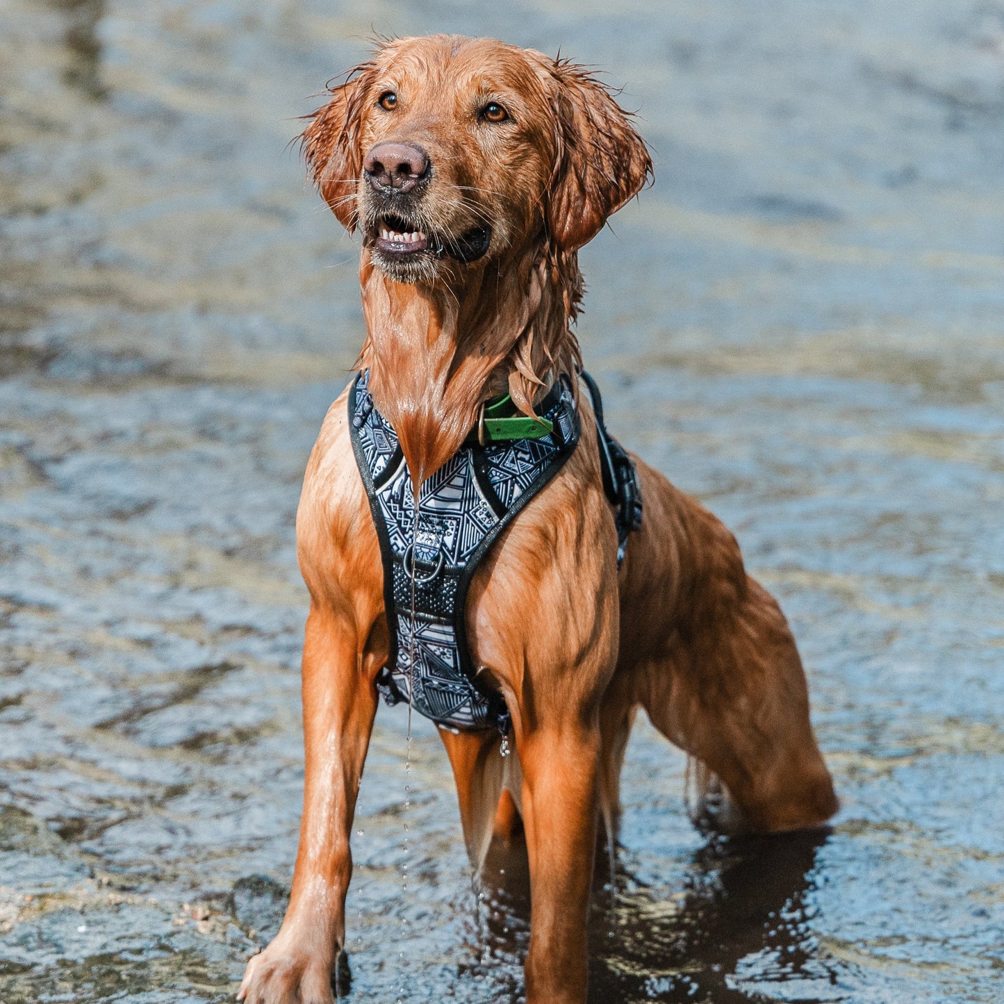 Tribal Tails - Adventure Harness