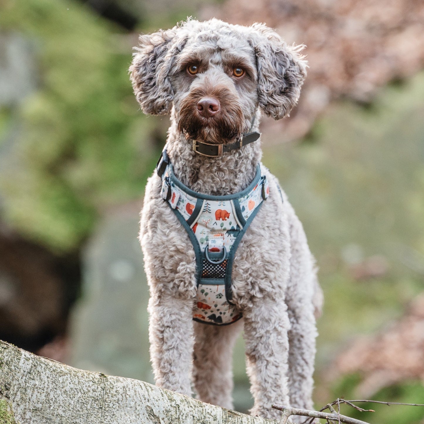 Into The Woods - Adventure Harness