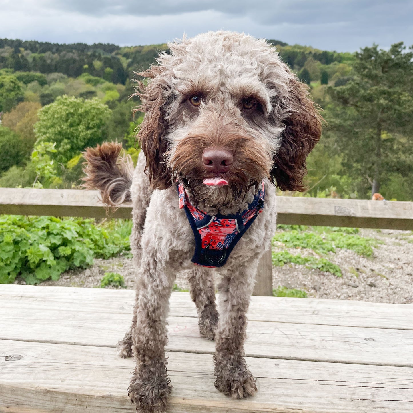 Funfari - Adventure Harness