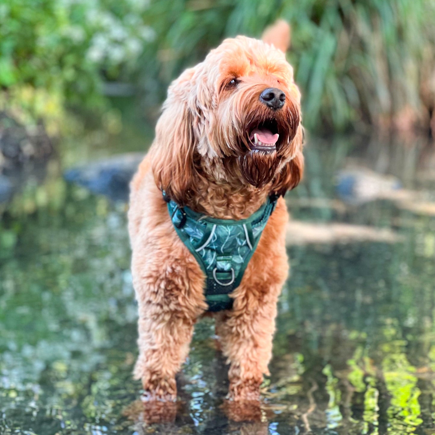 Evergreen - Adventure Harness