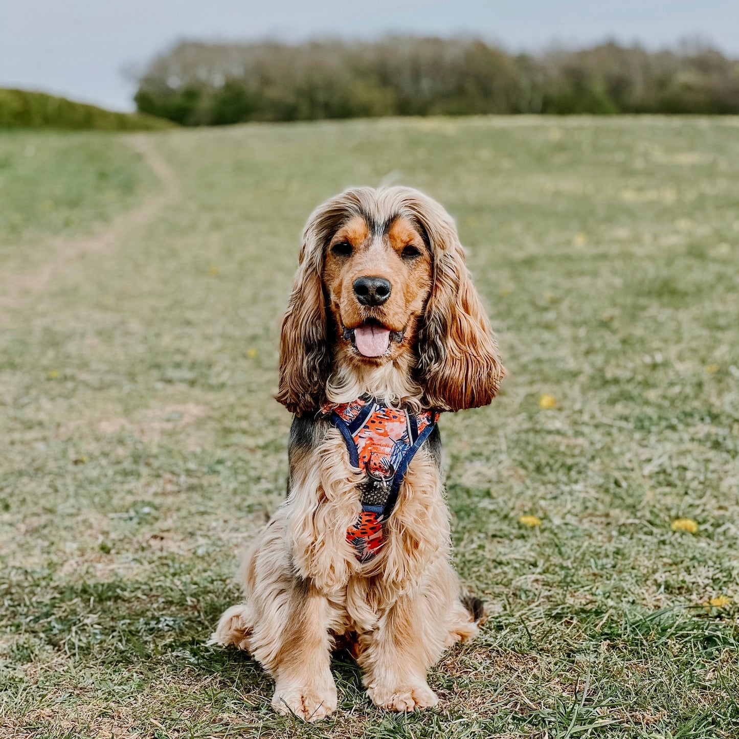 Funfari - Adventure Harness