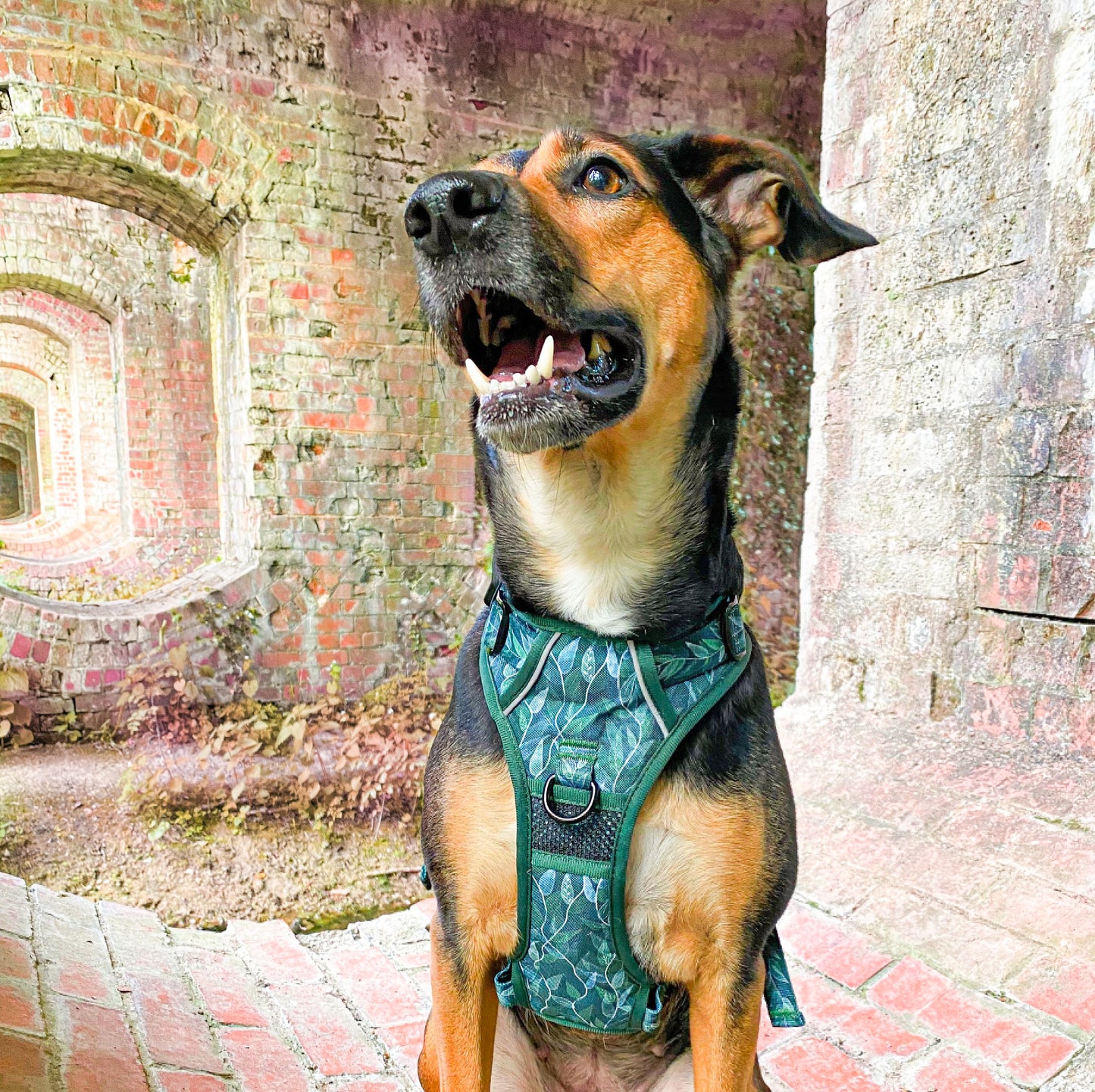 Evergreen - Adventure Harness