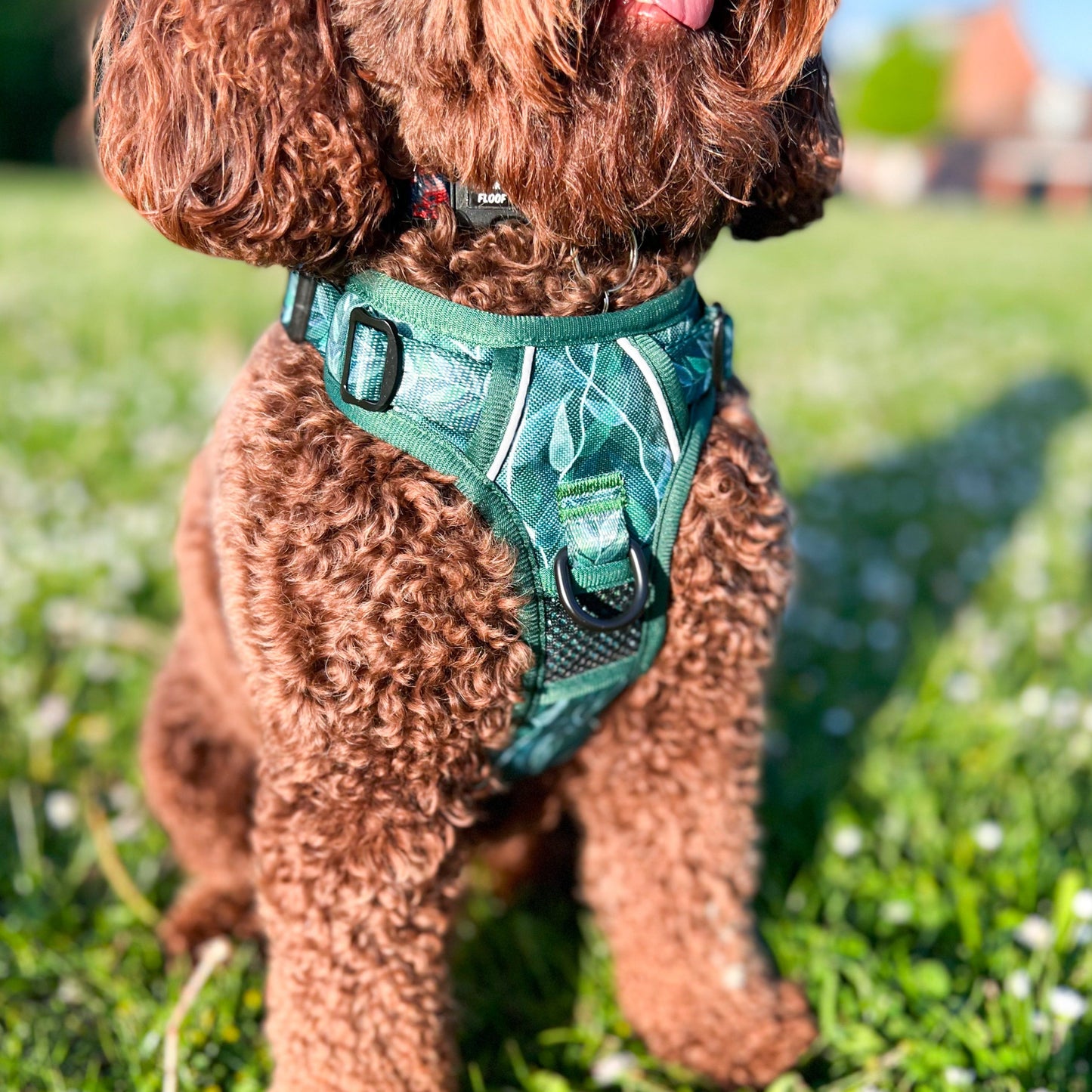 Evergreen - Adventure Harness