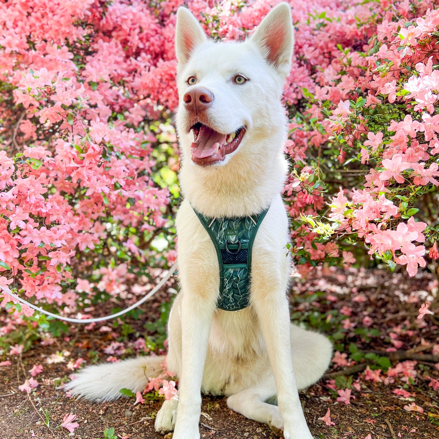 Evergreen - Adventure Harness