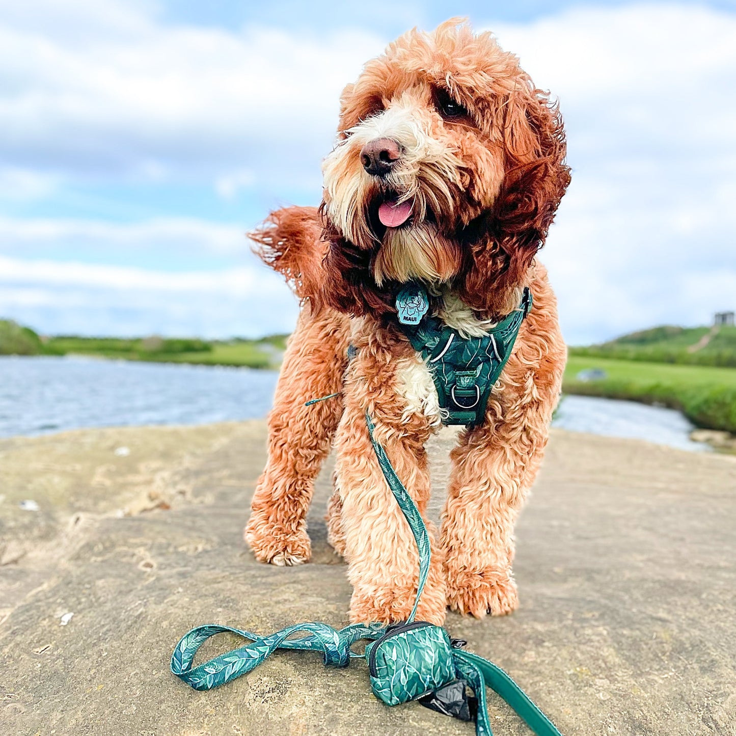 Evergreen - Adventure Harness