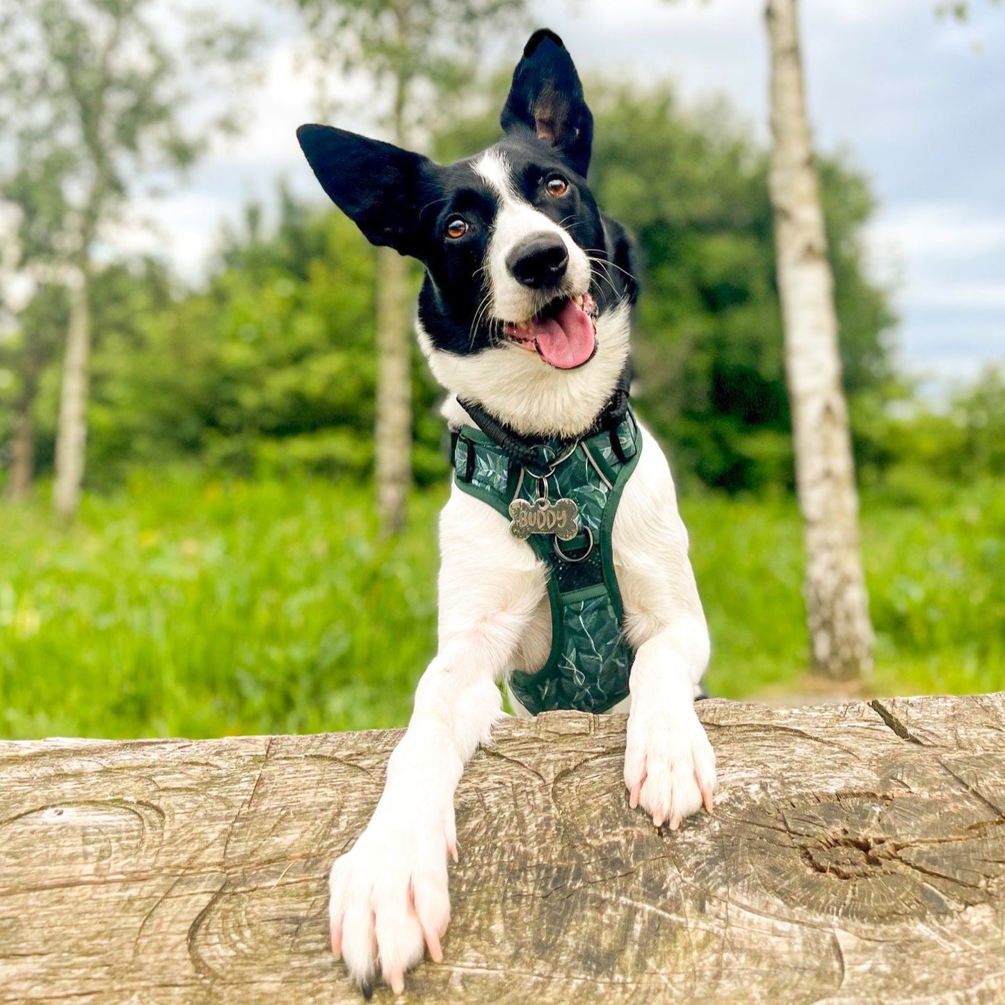 Evergreen - Adventure Harness