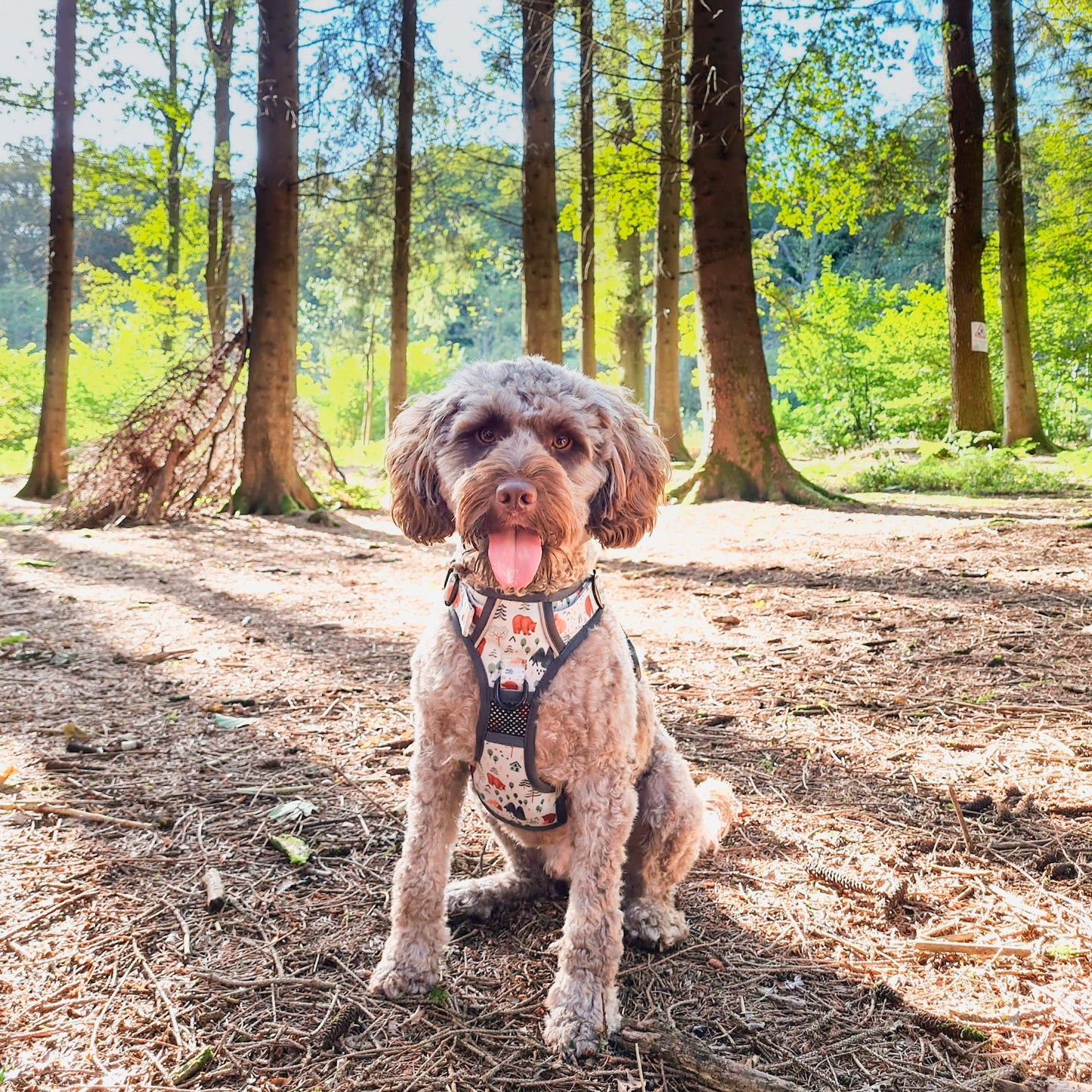 Into The Woods - Adventure Harness
