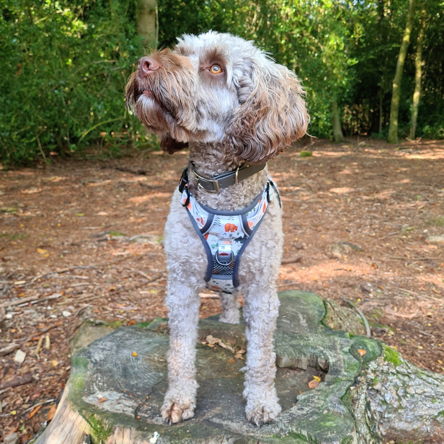 Into The Woods - Adventure Harness