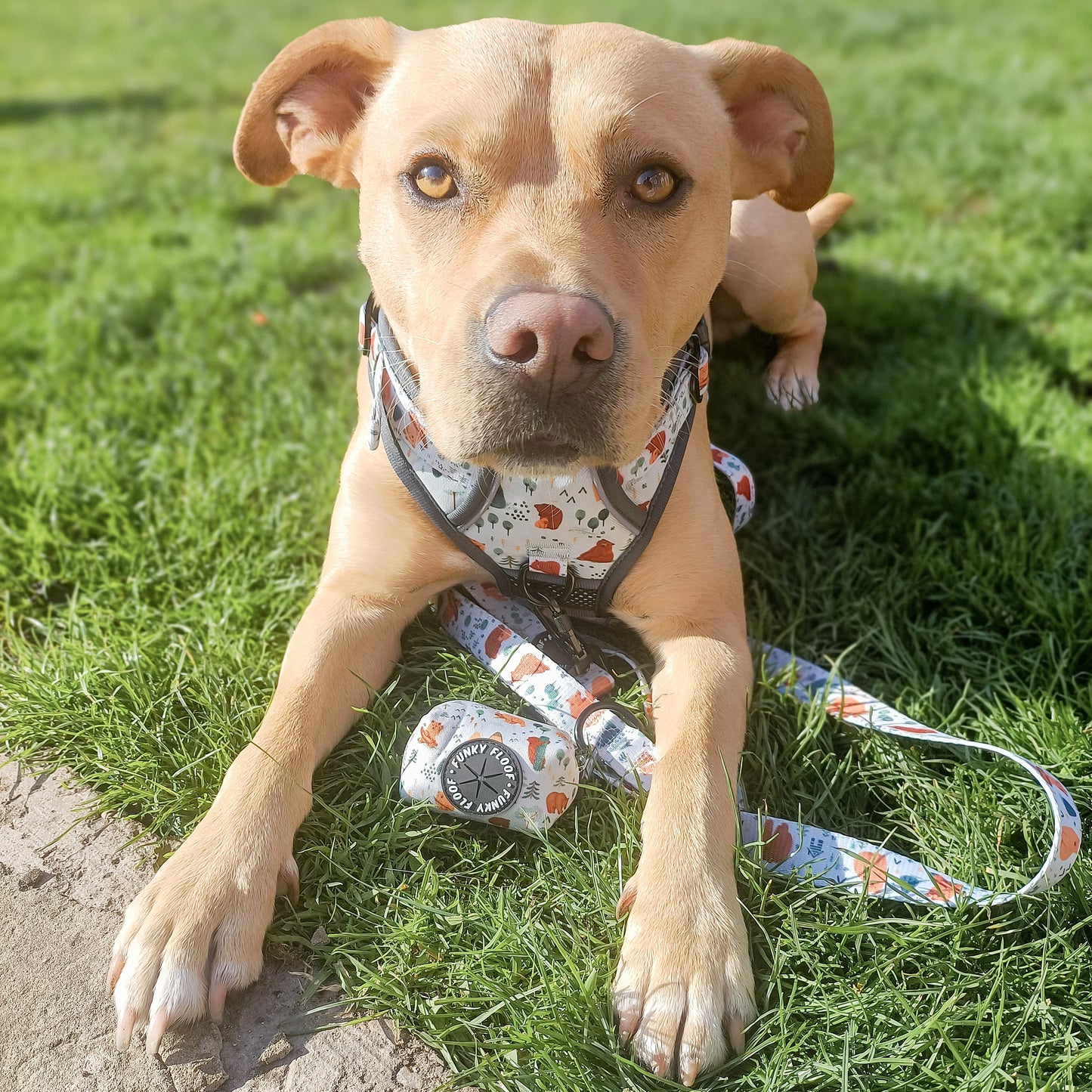 Into The Woods - Adventure Harness
