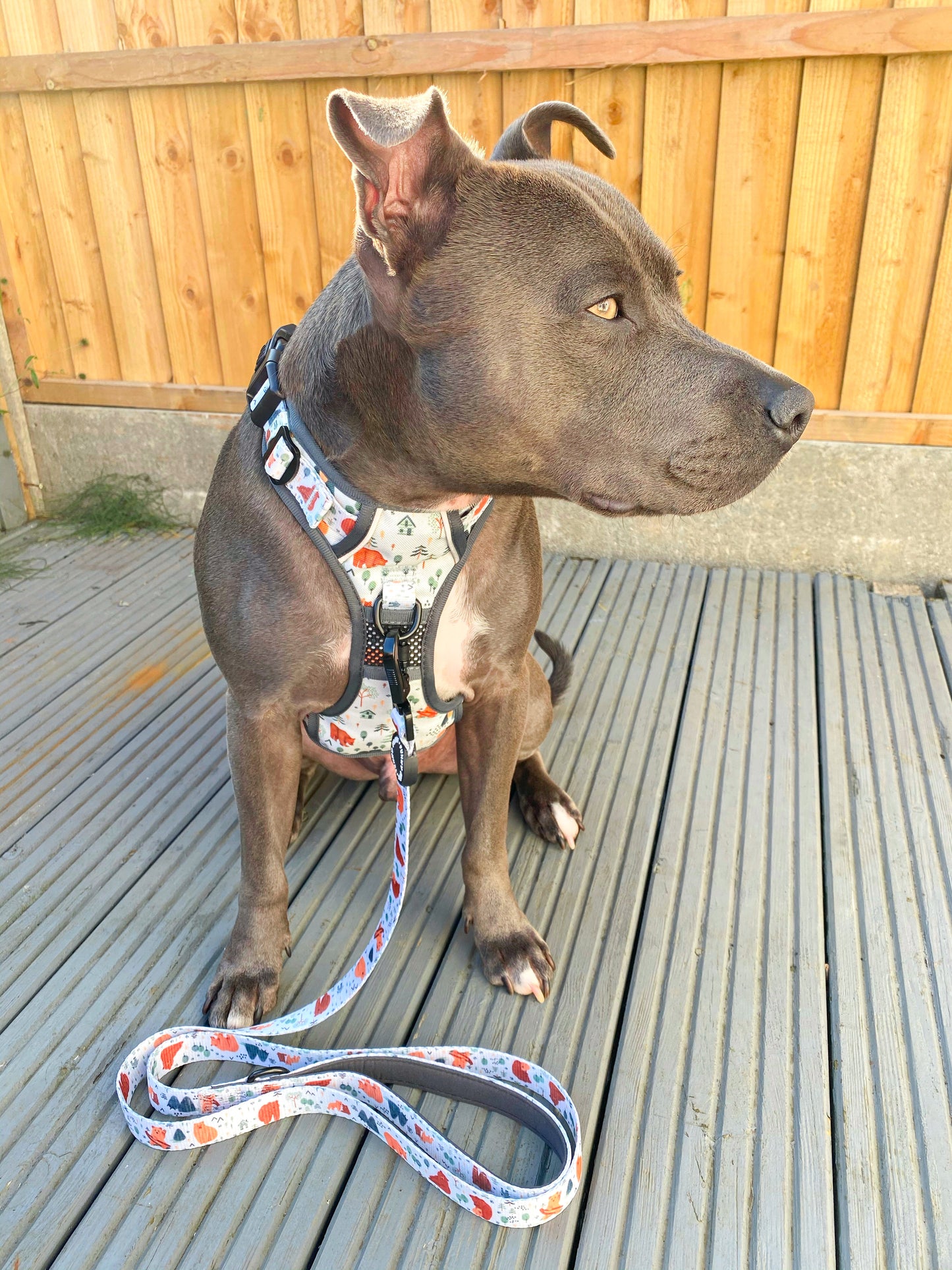 Into The Woods - Adventure Harness