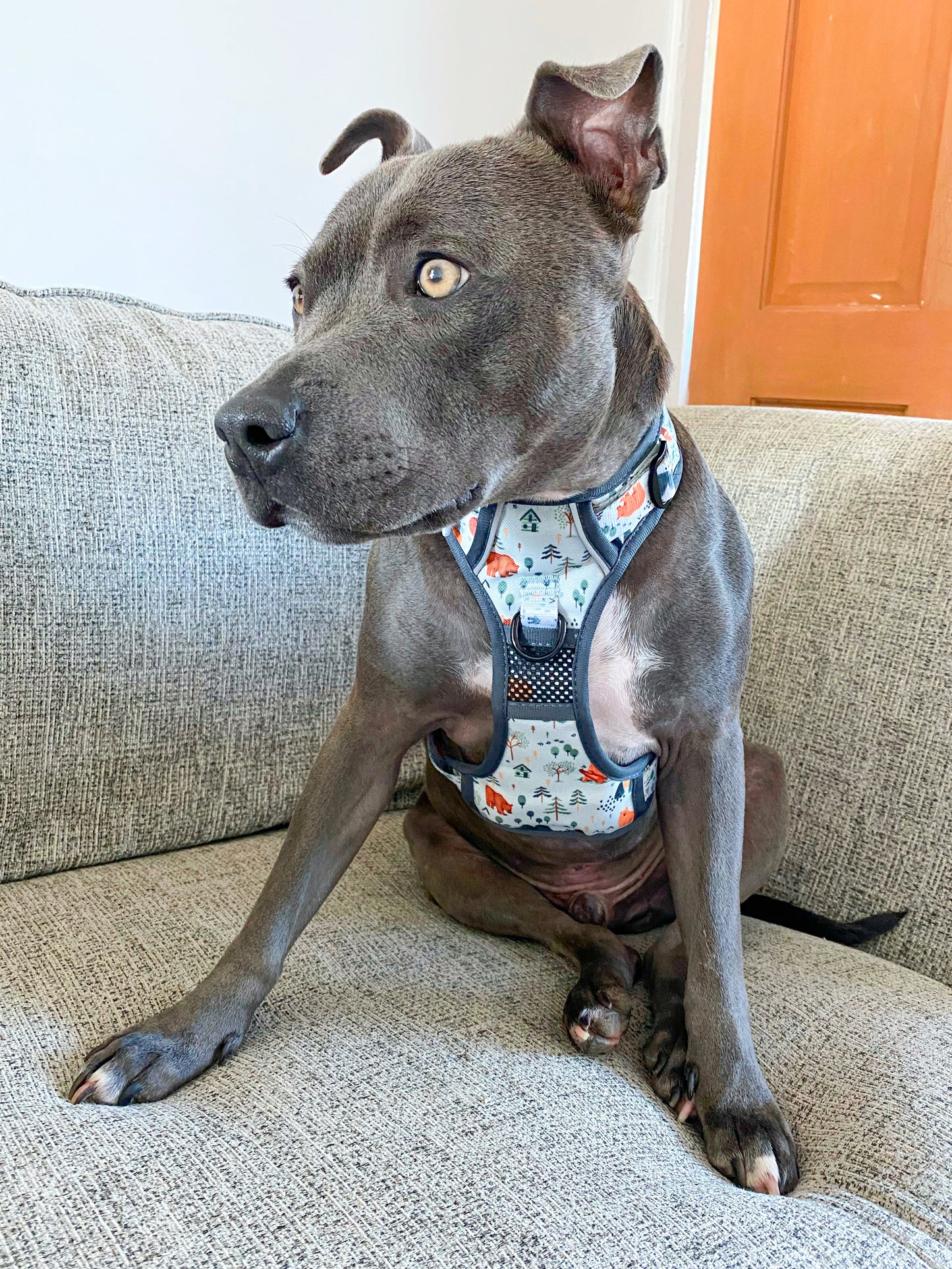 Into The Woods - Adventure Harness