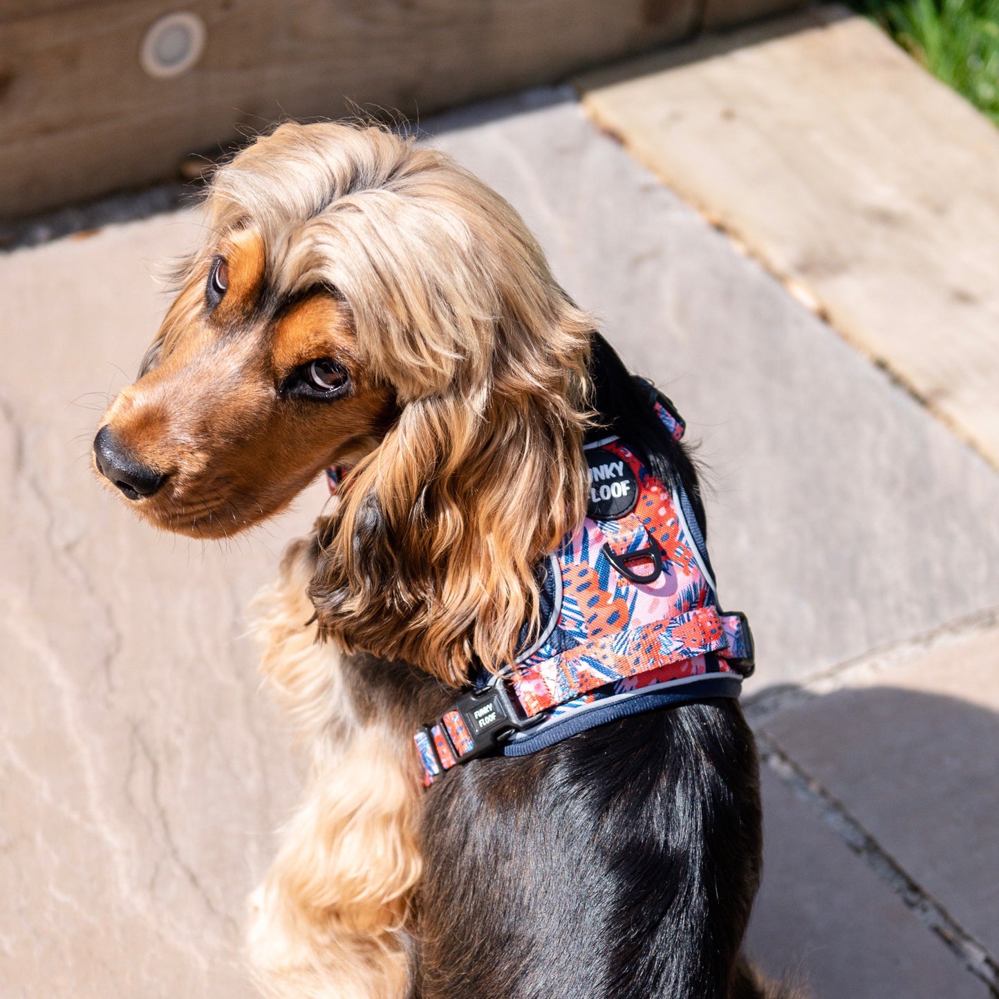 Funfari - Adventure Harness