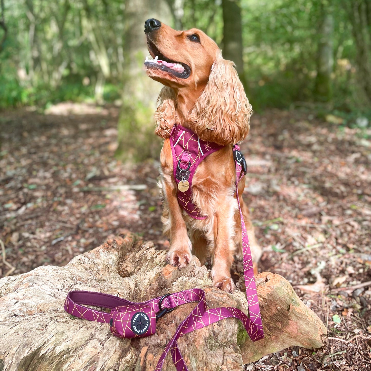 Merlot Magic - Adventure Harness