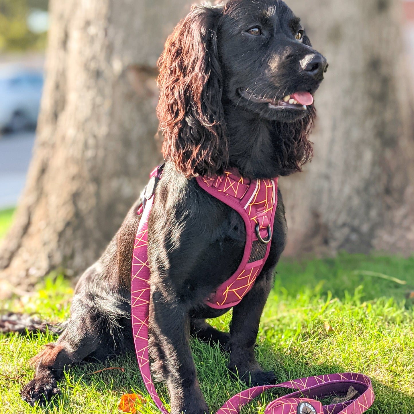 Merlot Magic - Adventure Harness