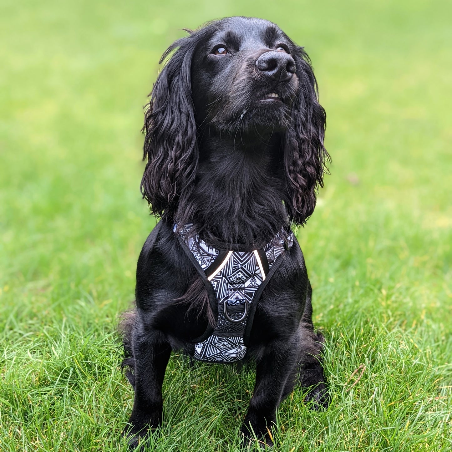 Tribal Tails - Adventure Harness