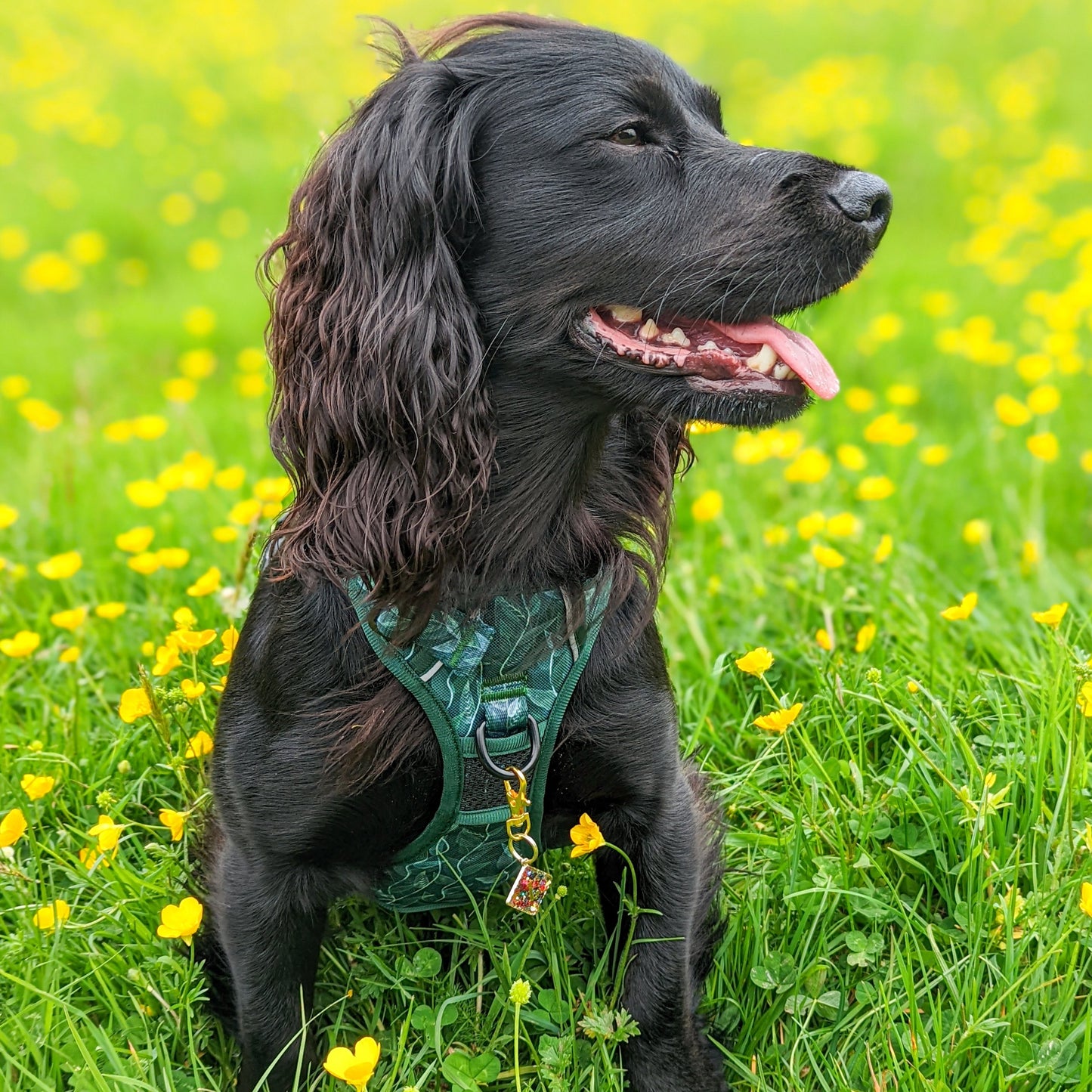 Evergreen - Adventure Harness