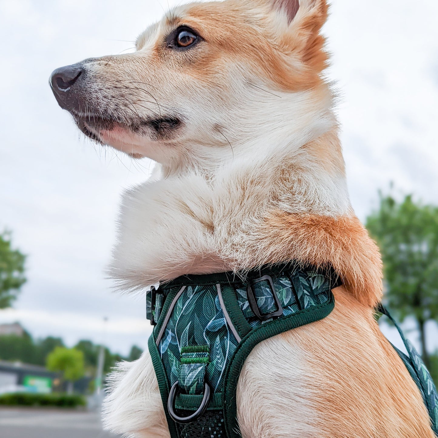 Evergreen - Adventure Harness