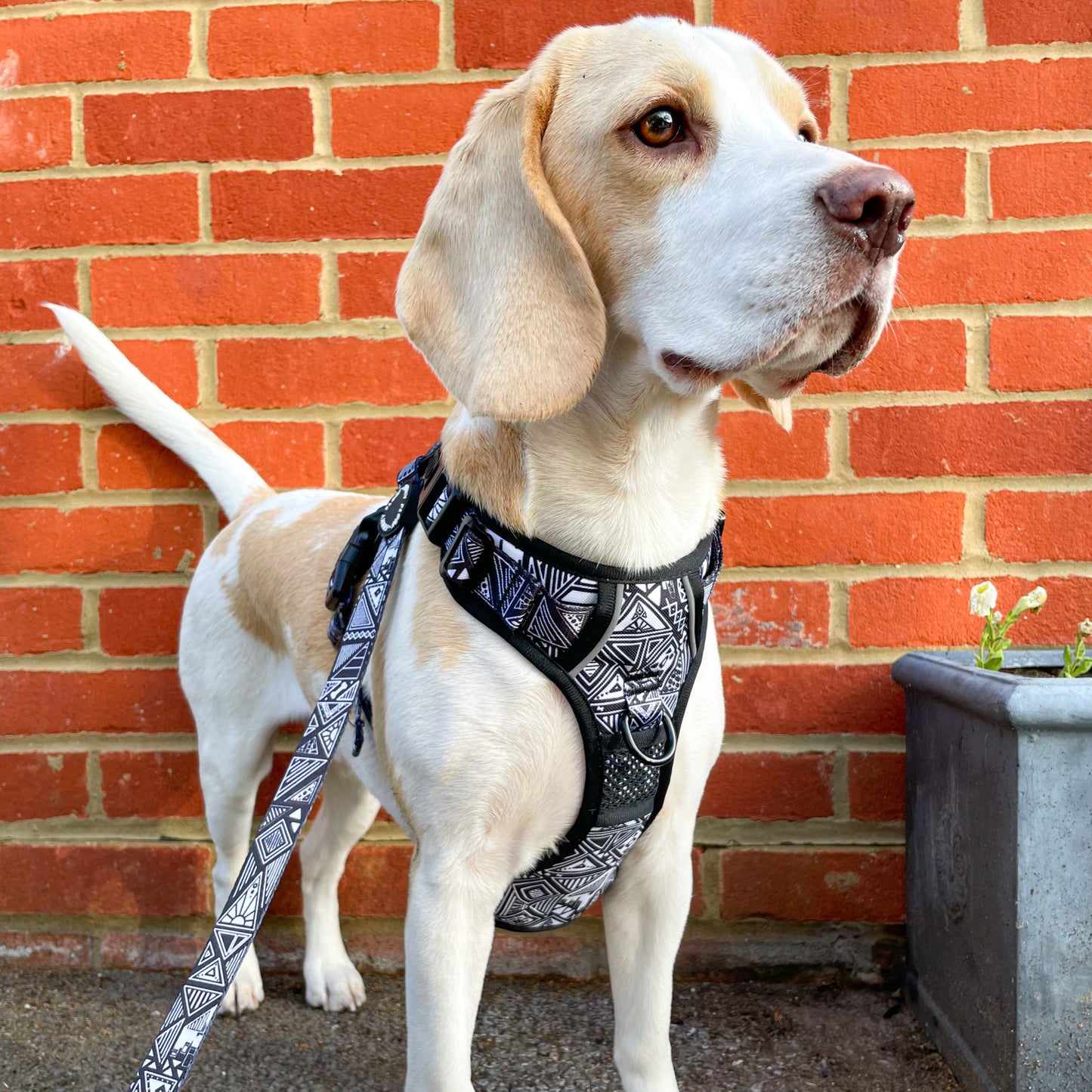 Tribal Tails - Adventure Harness