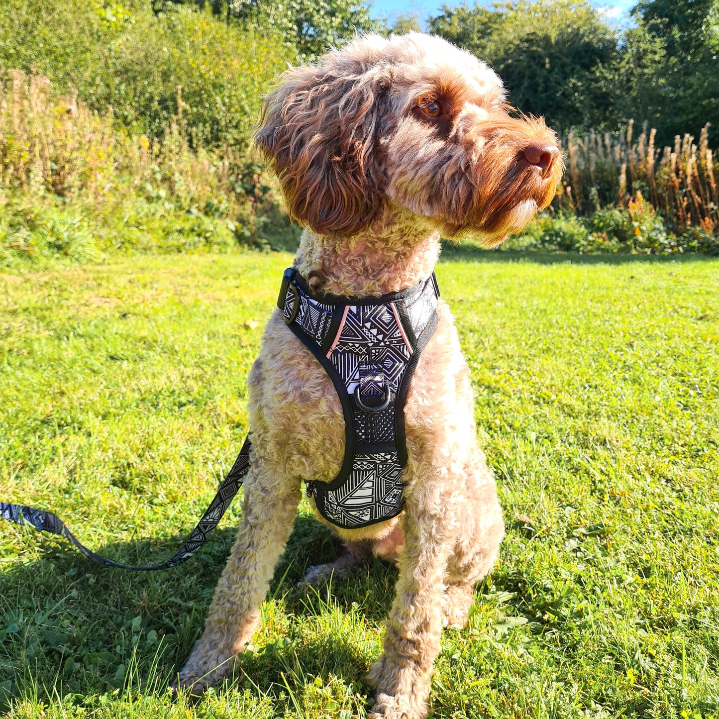 Tribal Tails - Adventure Harness