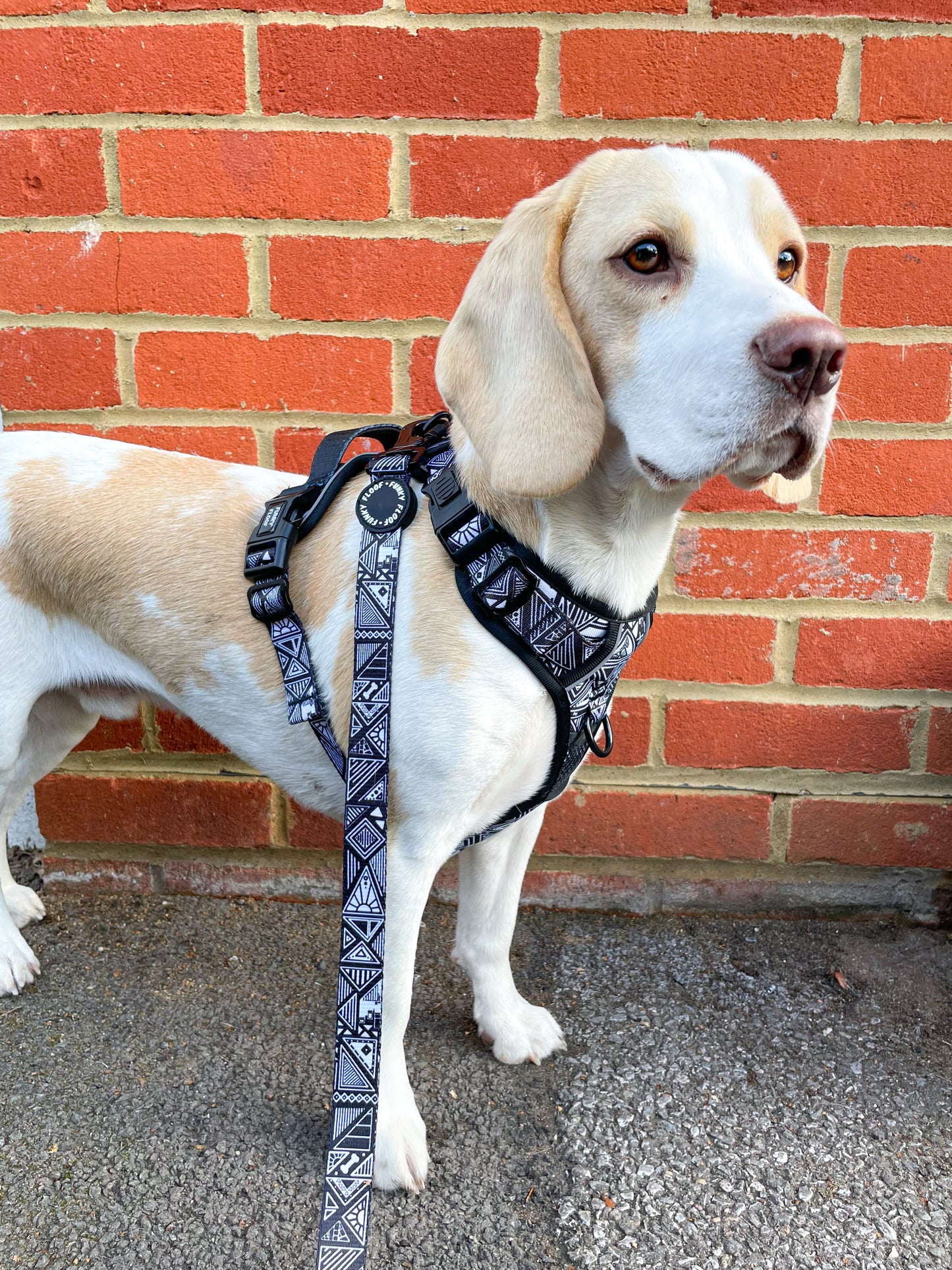 Tribal Tails - Adventure Harness