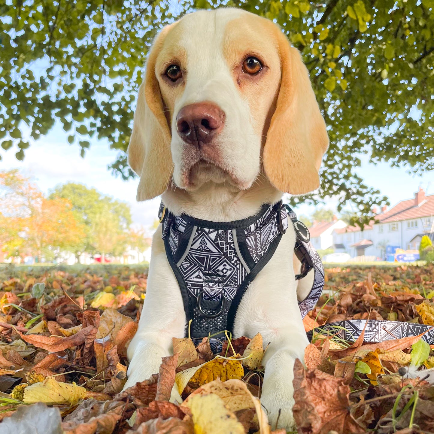 Tribal Tails - Adventure Harness