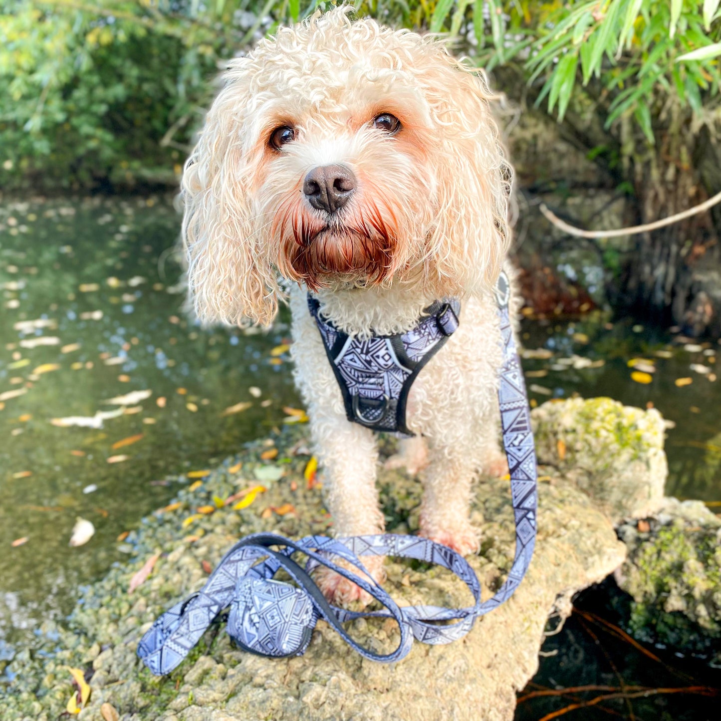 Tribal Tails - Adventure Harness