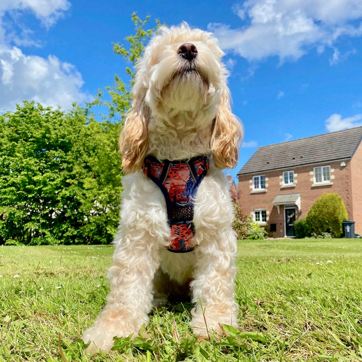Funfari - Adventure Harness