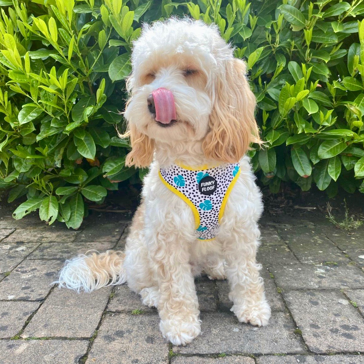Club Tropicana - Classic Harness