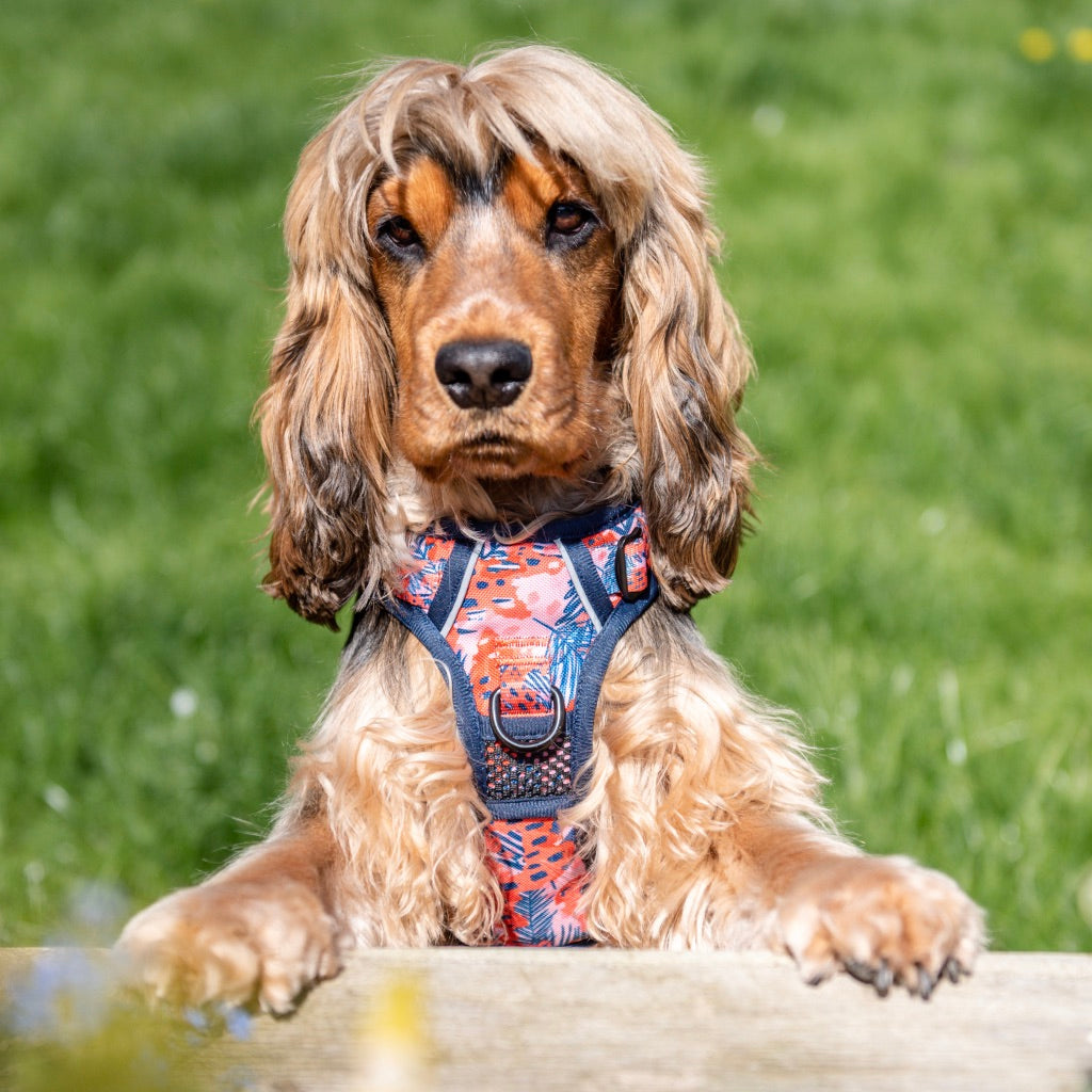 Funfari - Adventure Harness