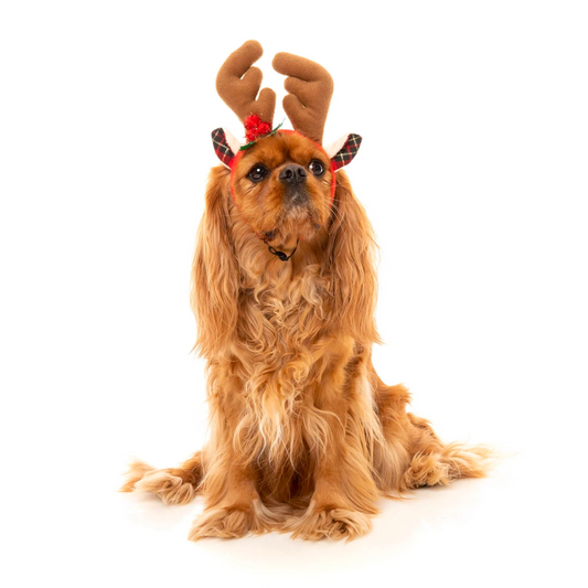 Reindeer Antlers