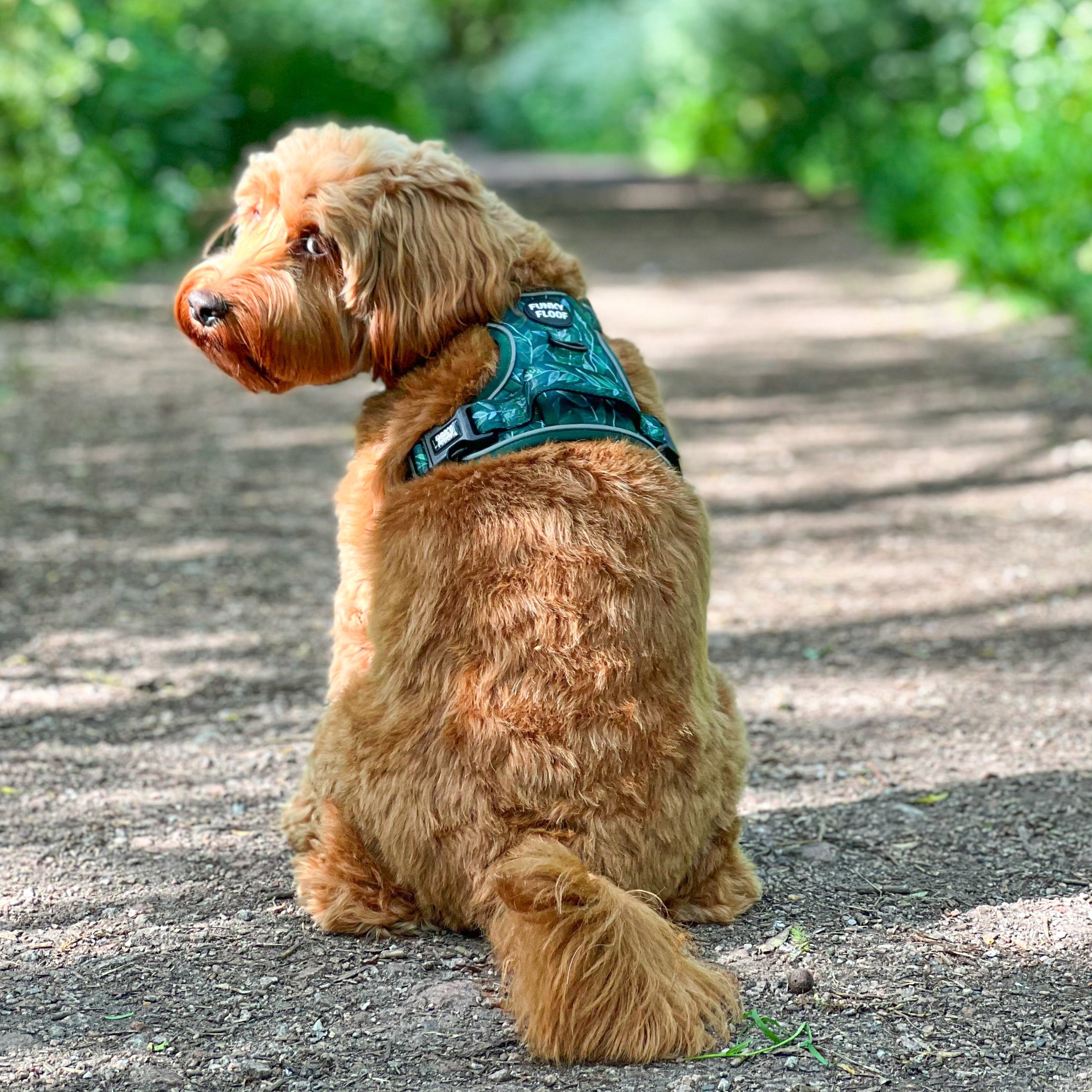 Funky dog outlet harness