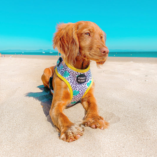 Club Tropicana - Classic Harness