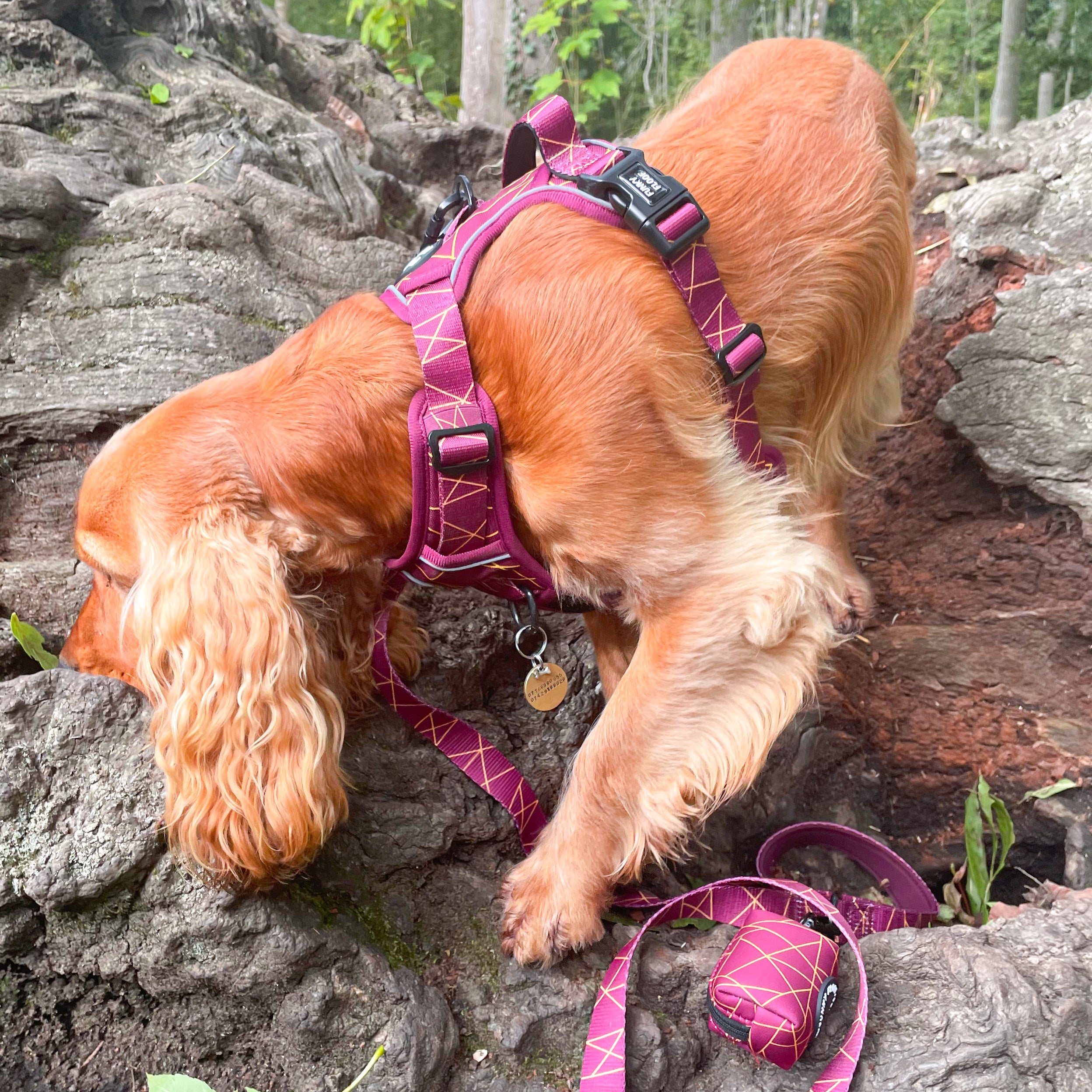 Merlot Magic Adventure Harness Funky Floof