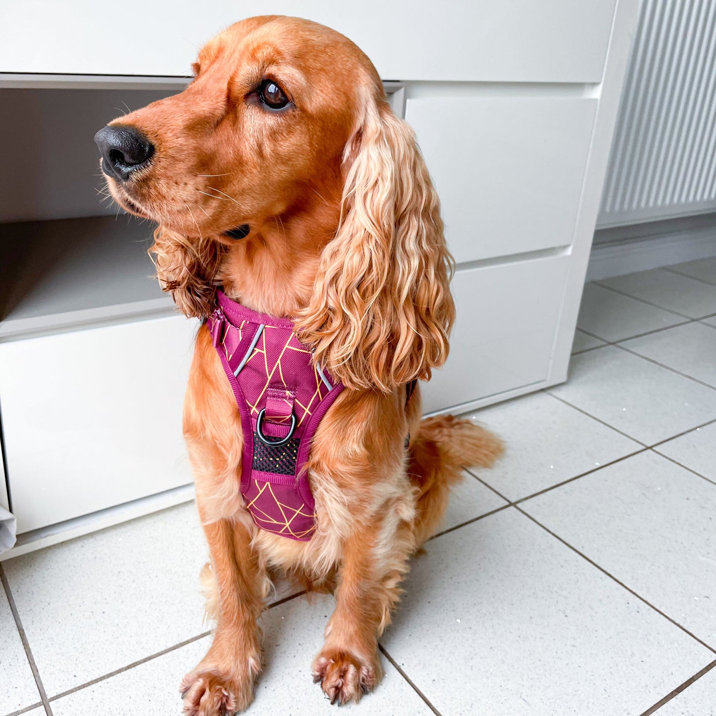 [SECONDS] Merlot Magic - Adventure Harness