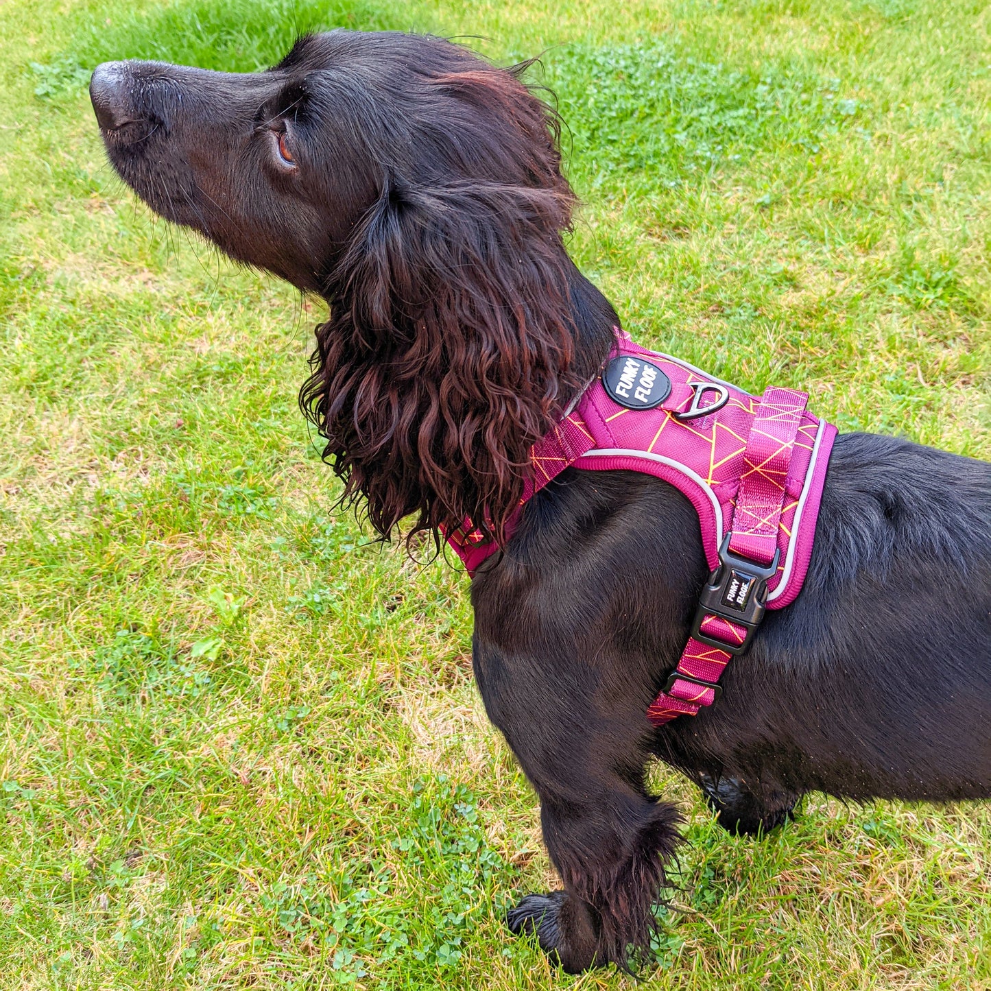 [SECONDS] Merlot Magic - Adventure Harness