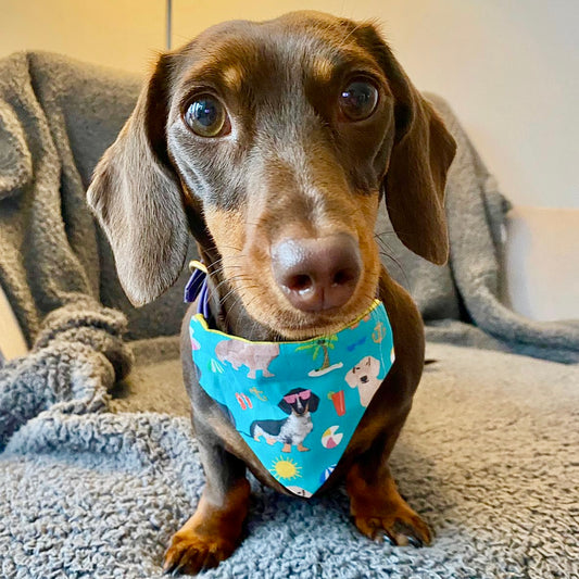 Summer Sausage - Bandana